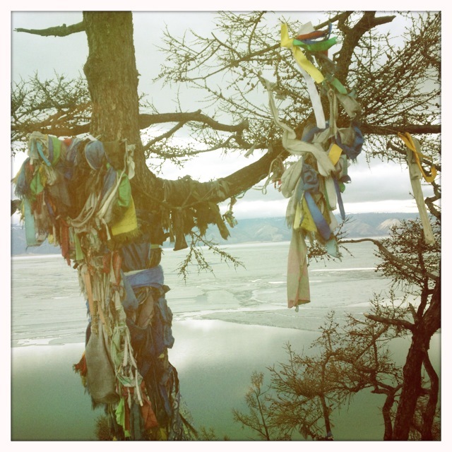 un arbre a souhaits un arbre a souhaits