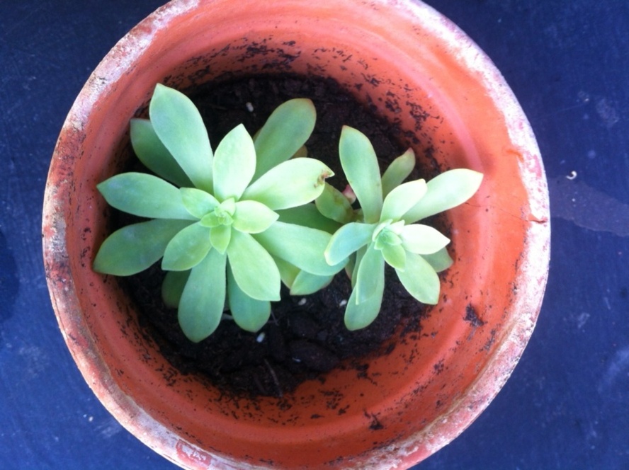 Des nouvelles de la maison. Des nouvelles de la maison.