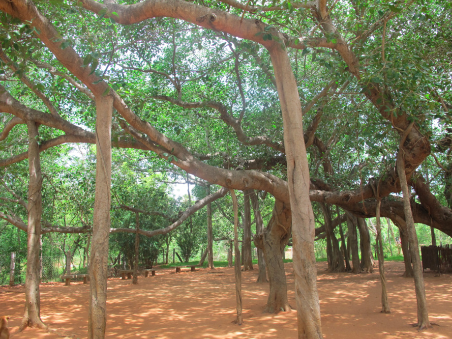 Auroville, Et la Mère créa l'Homme Nouveau