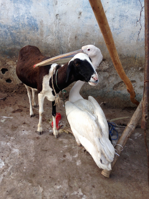 Les talibés du Sénégal