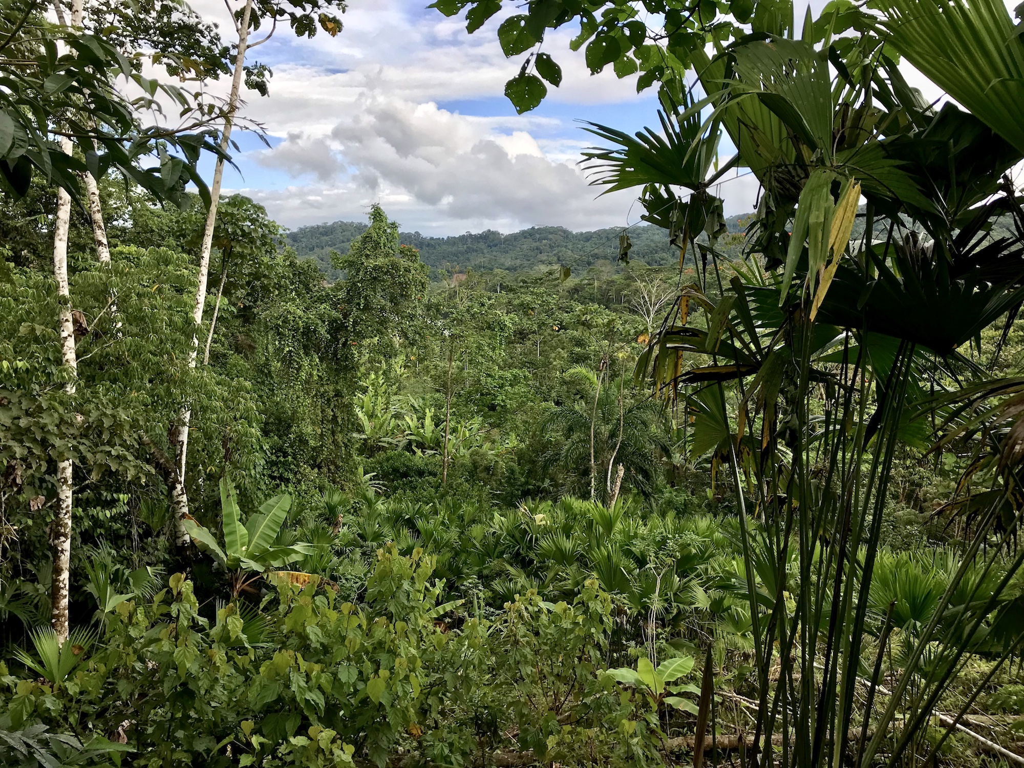 Amazonie
