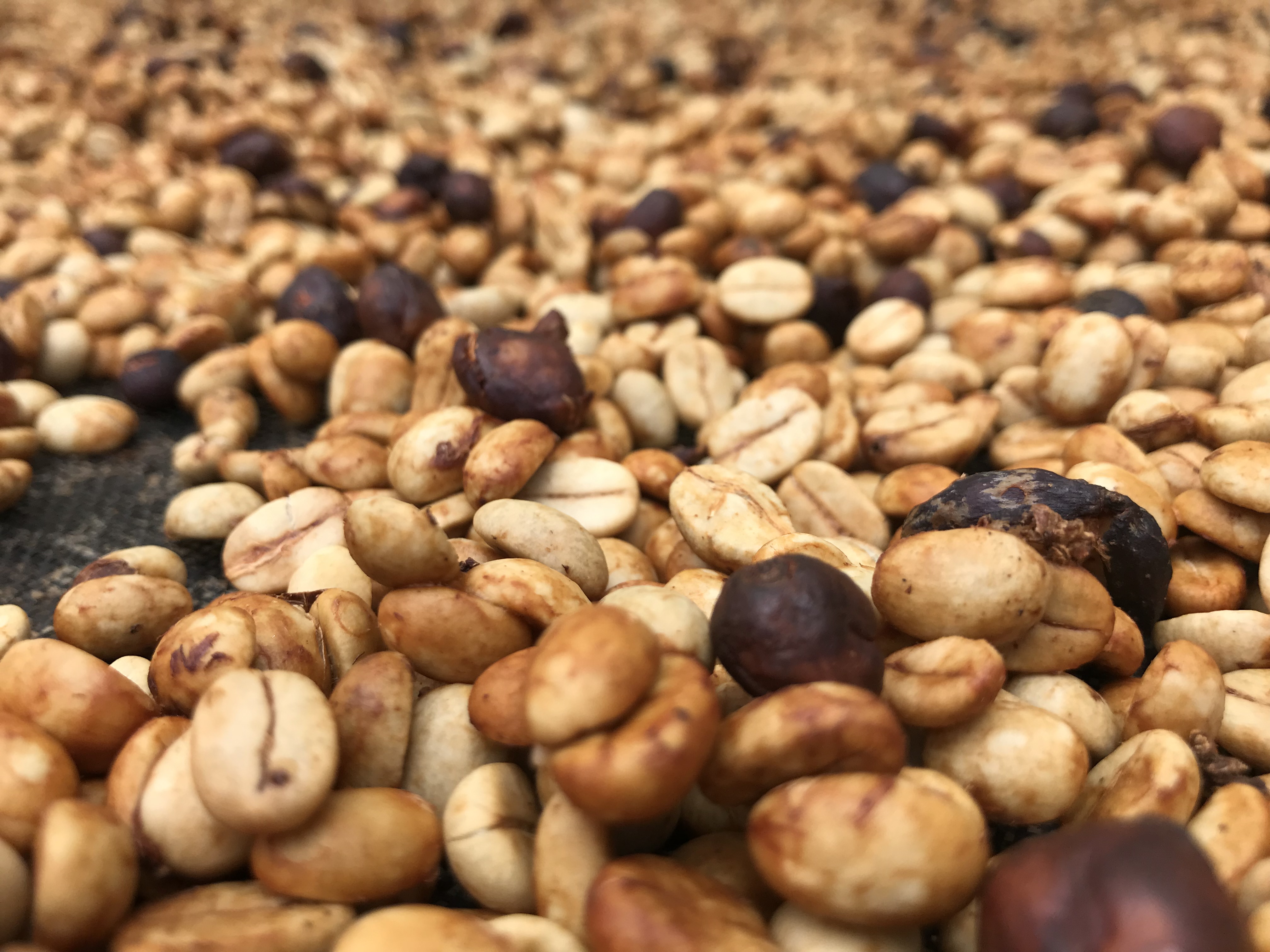 Vous prendrez bien un café? Vous prendrez bien un café?