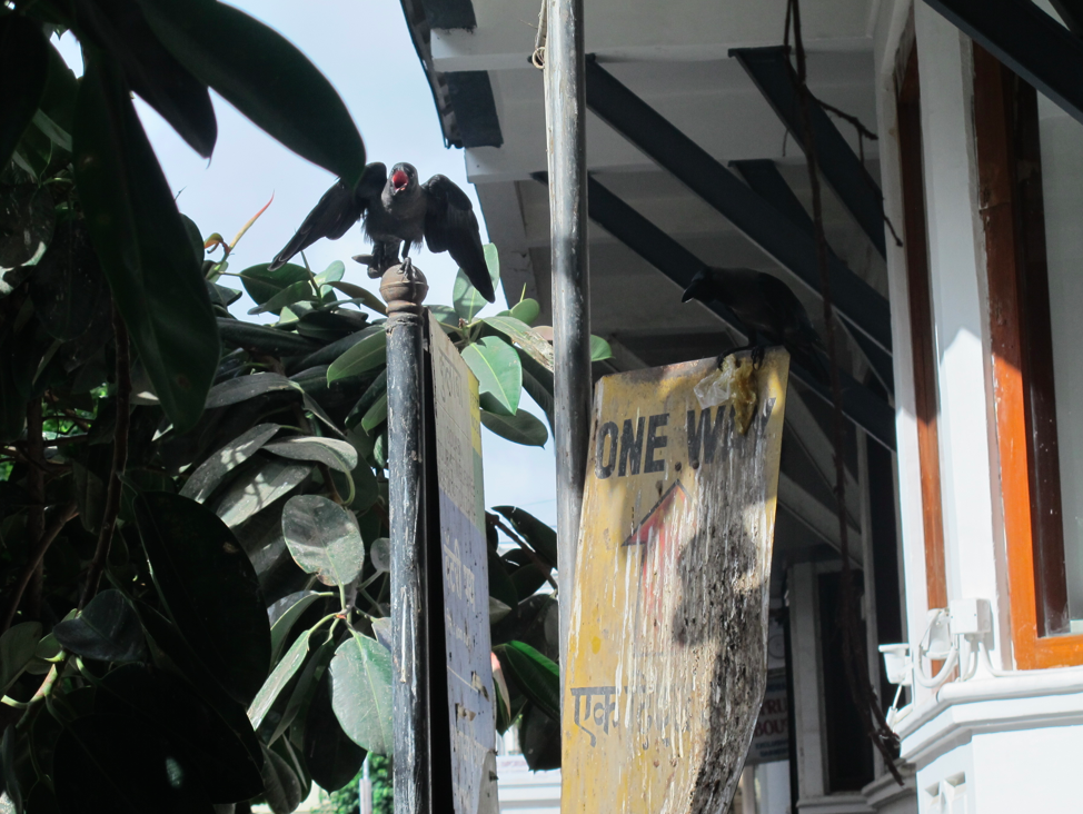 Les blousons noirs de Mumbai Les blousons noirs de Mumbai