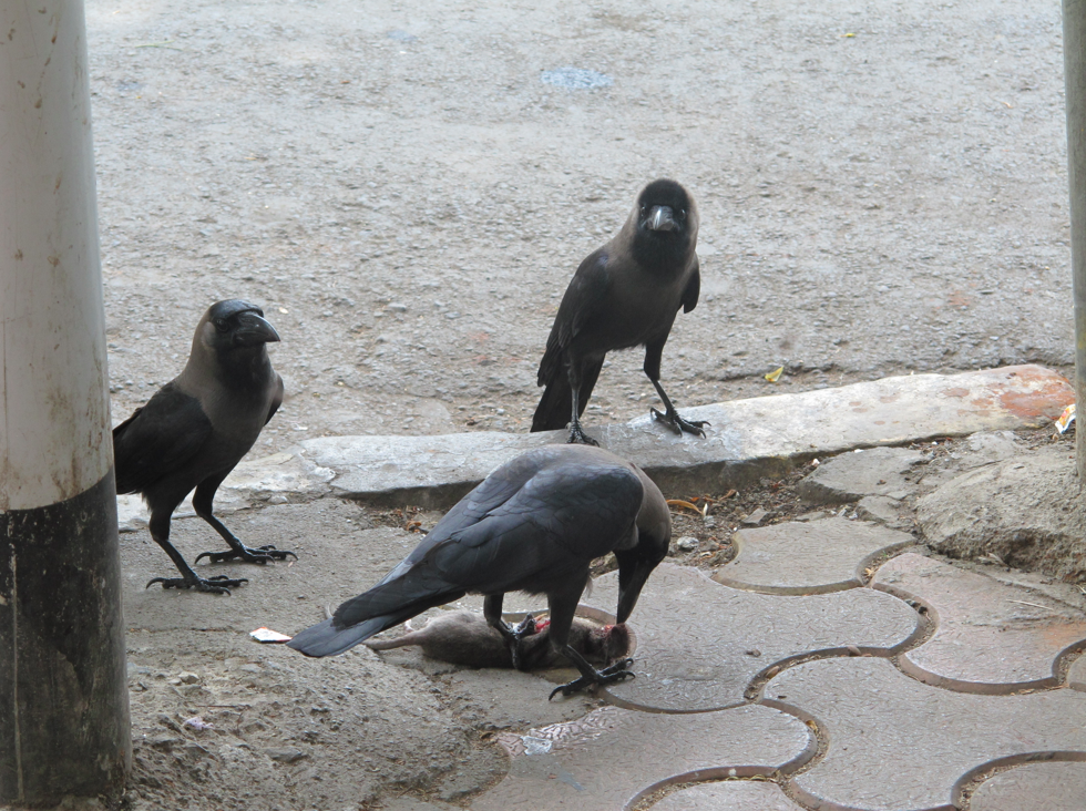 Les blousons noirs de Mumbai