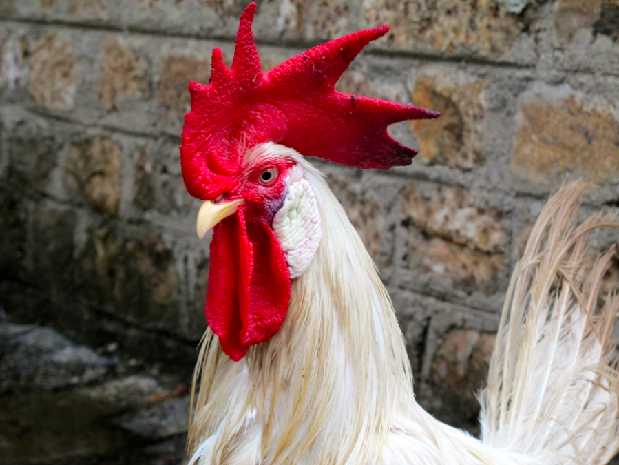 Bouddha en pièces détachées. Bouddha en pièces détachées.