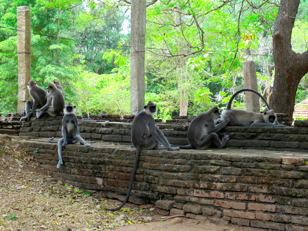 LA PLANETE DES SINGES LA PLANETE DES SINGES