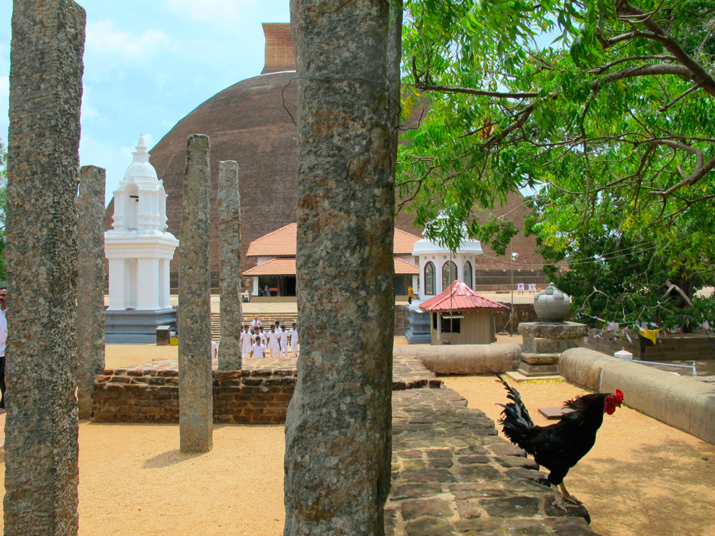 LA PLANETE DES SINGES LA PLANETE DES SINGES