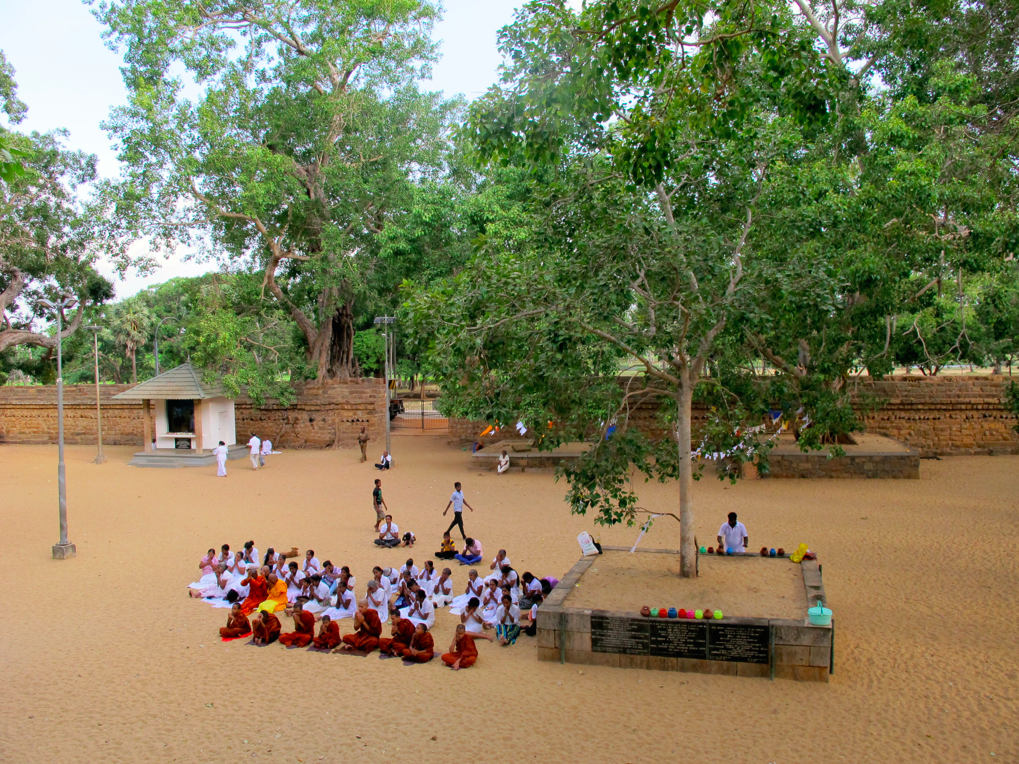 LA PLANETE DES SINGES LA PLANETE DES SINGES