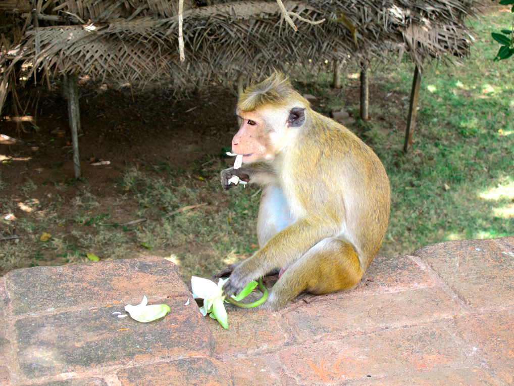 LA PLANETE DES SINGES