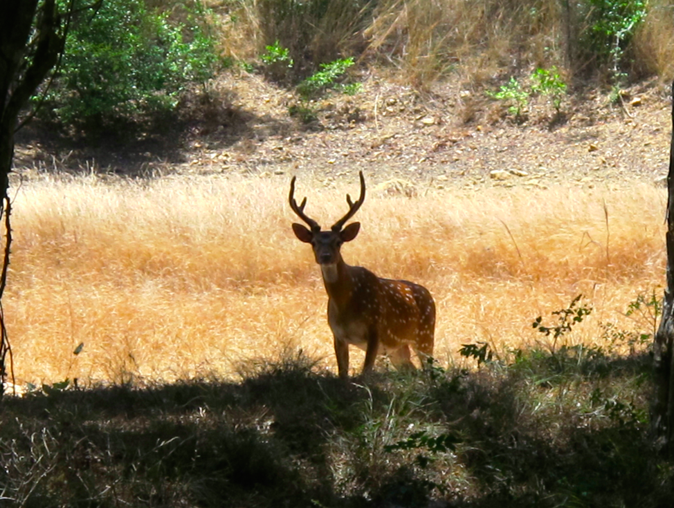 UN SAFARI LUNAIRE UN SAFARI LUNAIRE