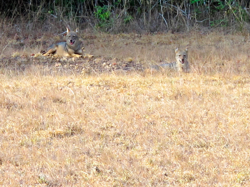 UN SAFARI LUNAIRE UN SAFARI LUNAIRE