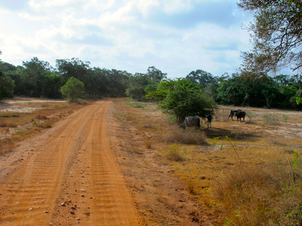 UN SAFARI LUNAIRE UN SAFARI LUNAIRE