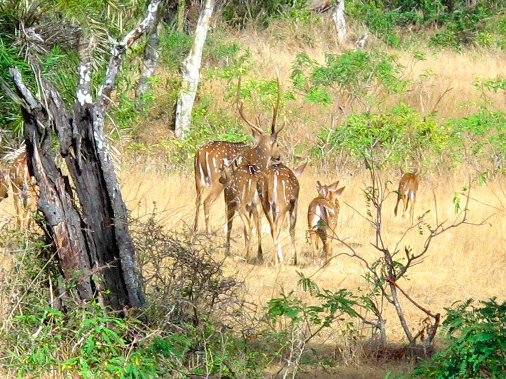 UN SAFARI LUNAIRE UN SAFARI LUNAIRE
