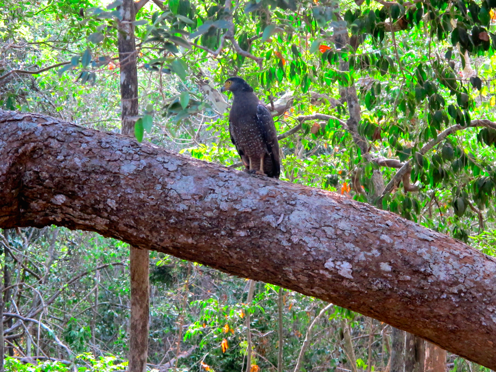 UN SAFARI LUNAIRE UN SAFARI LUNAIRE