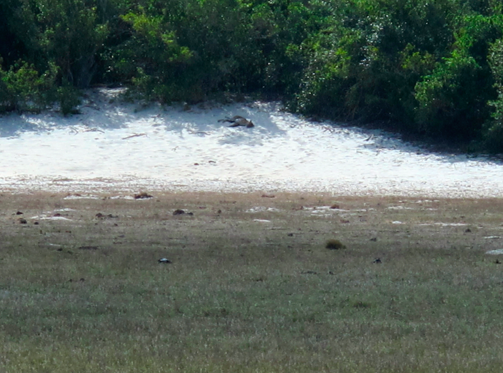 UN SAFARI LUNAIRE UN SAFARI LUNAIRE