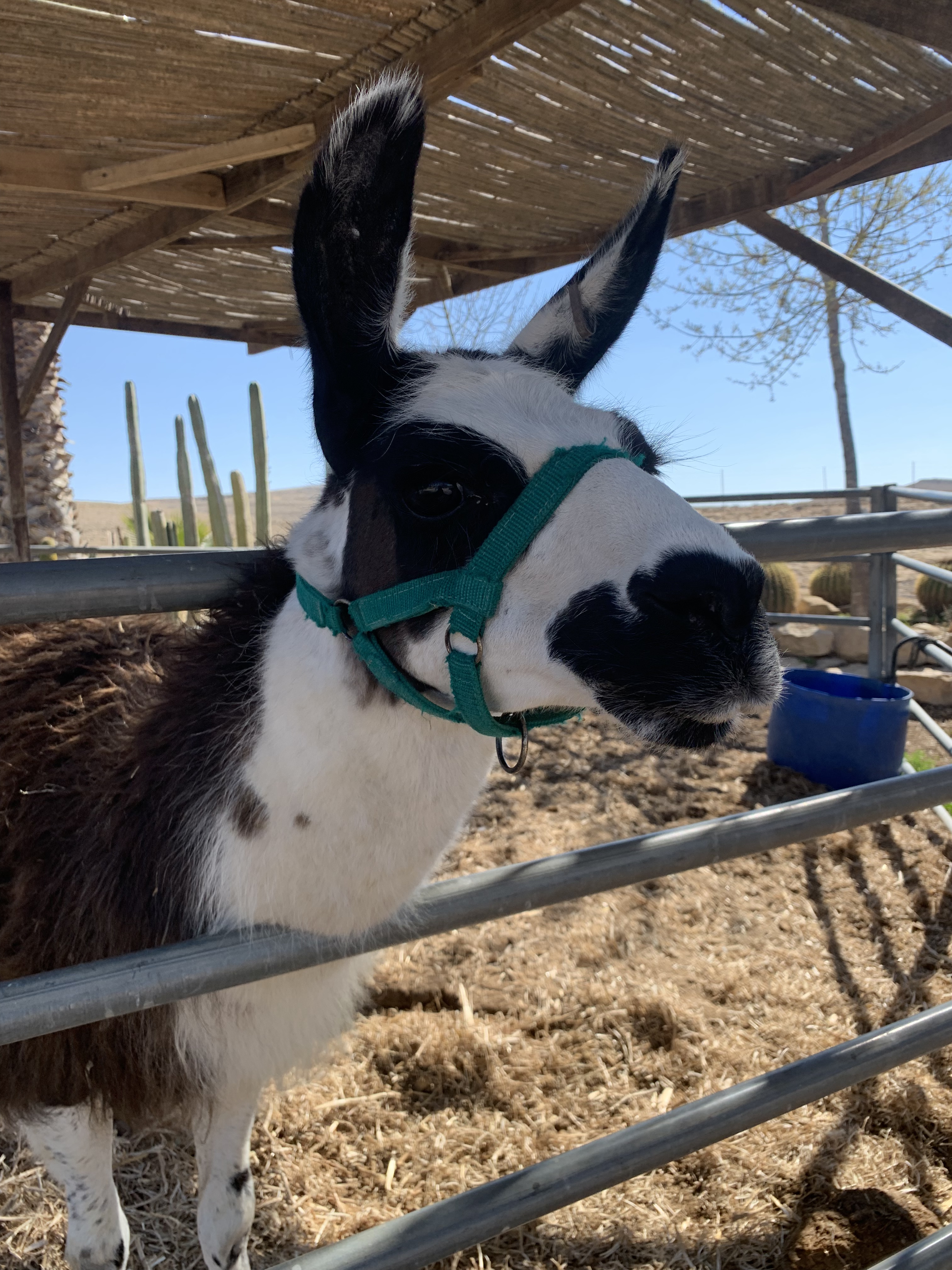 Les animaux 🐊🦙et La Mer Morte 🌊🧂 Les animaux 🐊🦙et La Mer Morte 🌊🧂