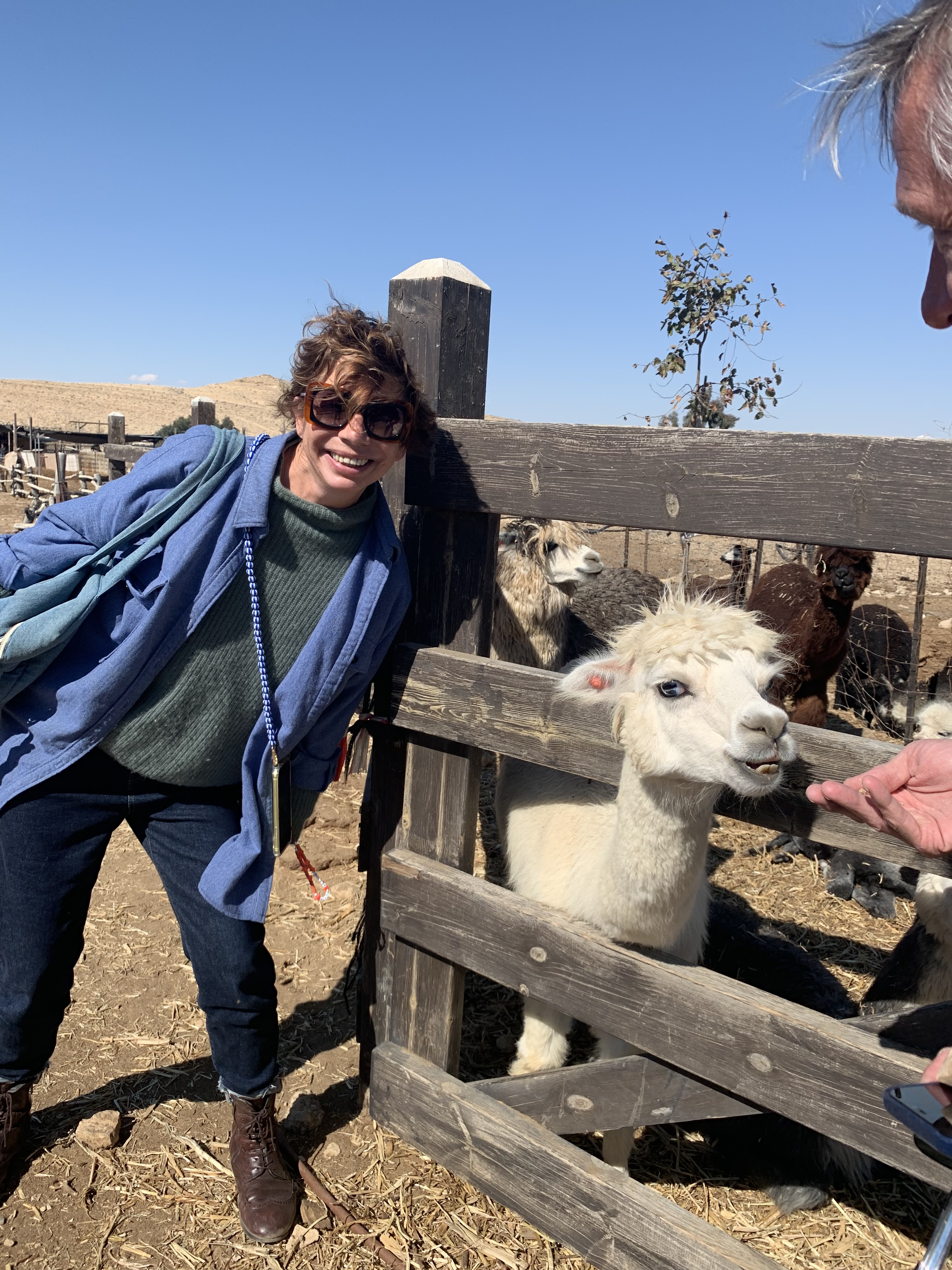 Les animaux 🐊🦙et La Mer Morte 🌊🧂 Les animaux 🐊🦙et La Mer Morte 🌊🧂