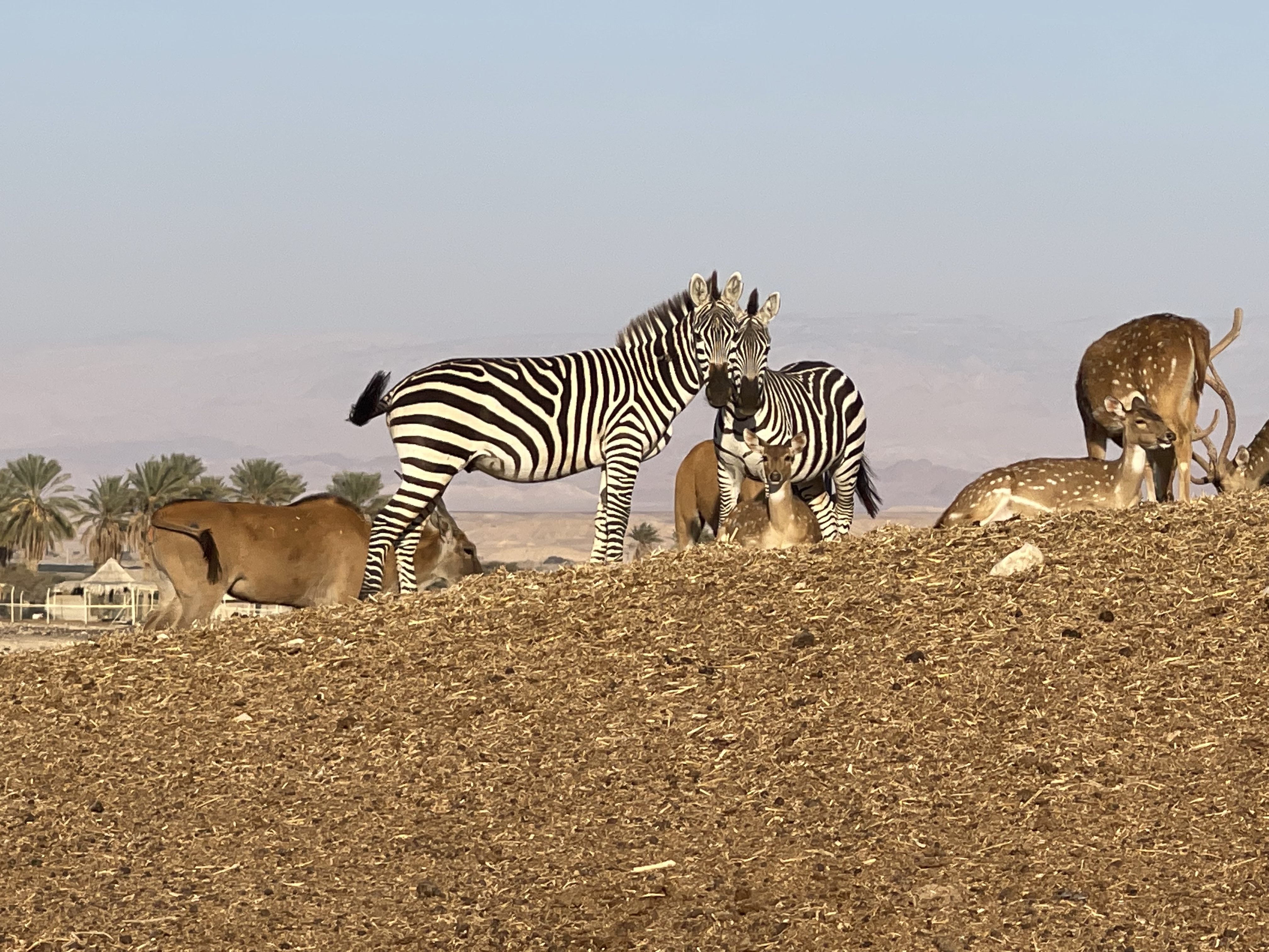Les animaux 🐊🦙et La Mer Morte 🌊🧂 Les animaux 🐊🦙et La Mer Morte 🌊🧂