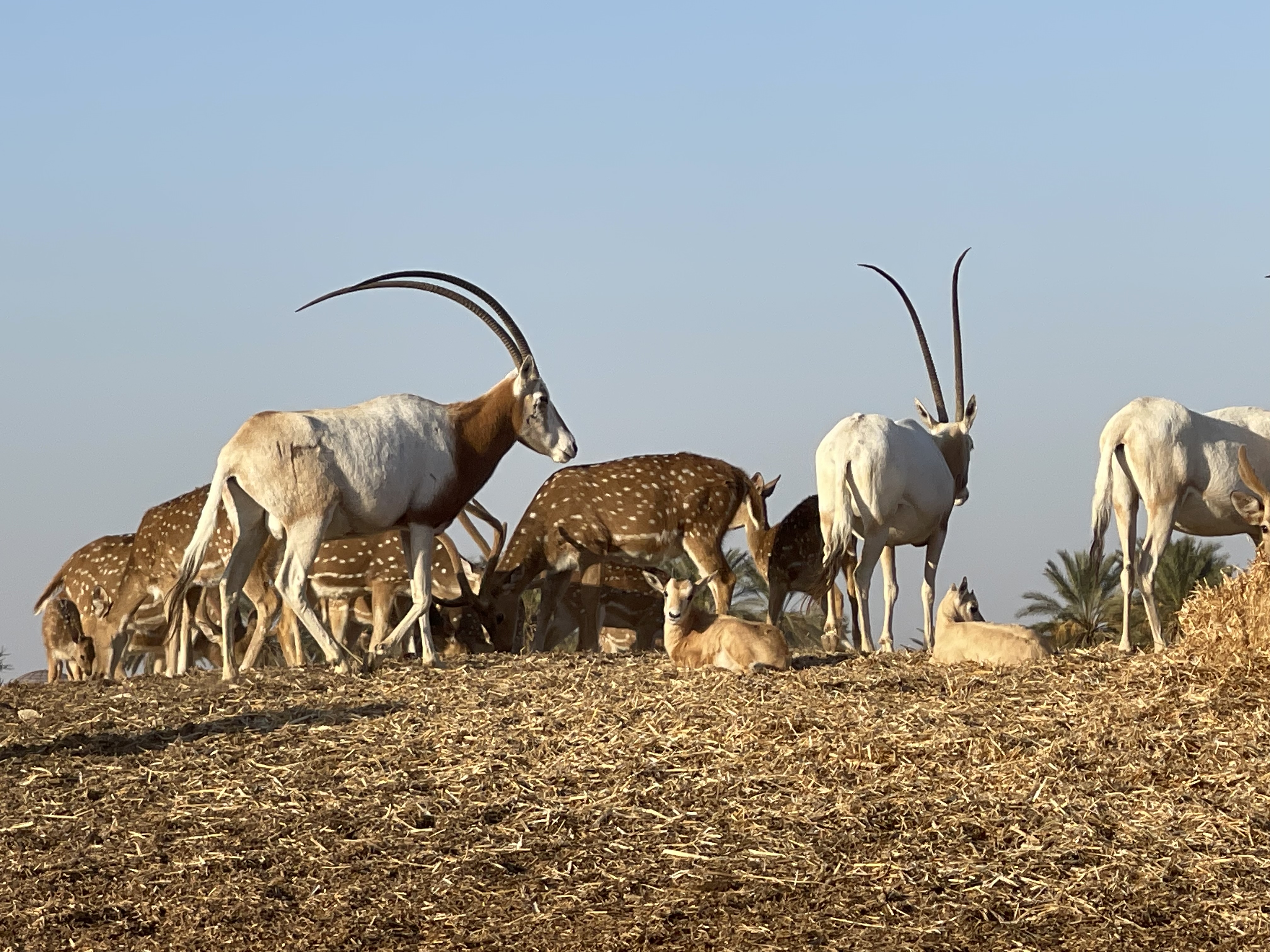 Les animaux 🐊🦙et La Mer Morte 🌊🧂 Les animaux 🐊🦙et La Mer Morte 🌊🧂