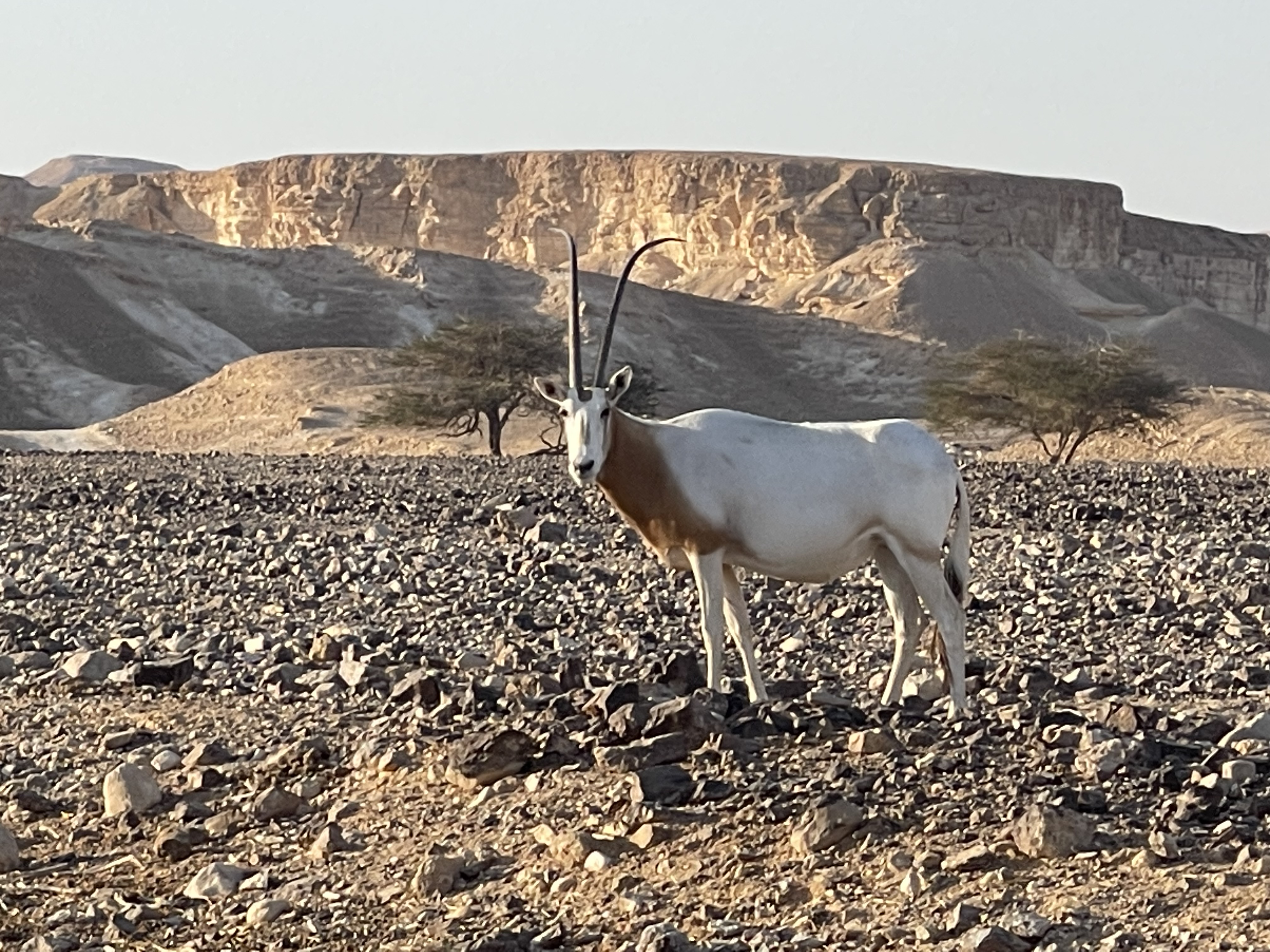 Les animaux 🐊🦙et La Mer Morte 🌊🧂 Les animaux 🐊🦙et La Mer Morte 🌊🧂