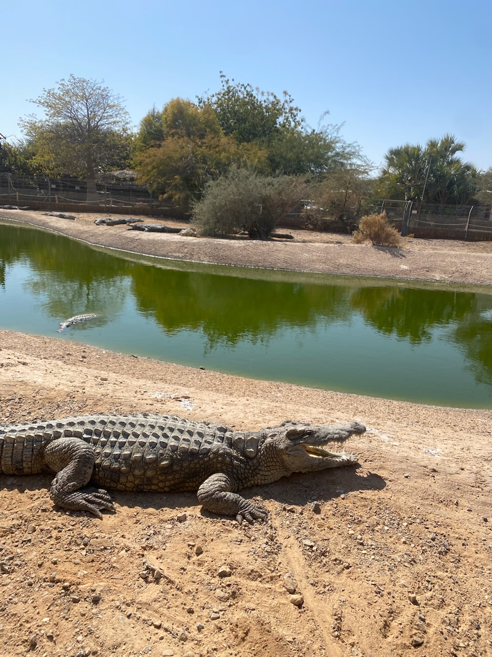 Les animaux 🐊🦙et La Mer Morte 🌊🧂 Les animaux 🐊🦙et La Mer Morte 🌊🧂